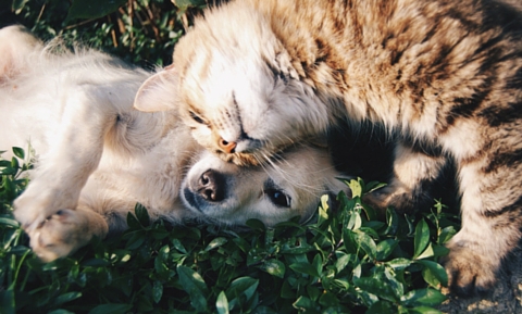 image for Responsible Pet Ownership is the BEST Kind of Ownership
