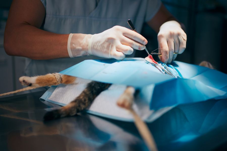 prepare-dog-for-surgery-checklist