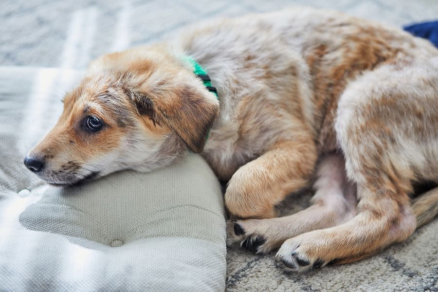 10-early-signs-cancer-pets-guide